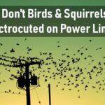 ¿Por qué los pájaros y las ardillas no se electrocutan al estar sentados en líneas eléctricas?
