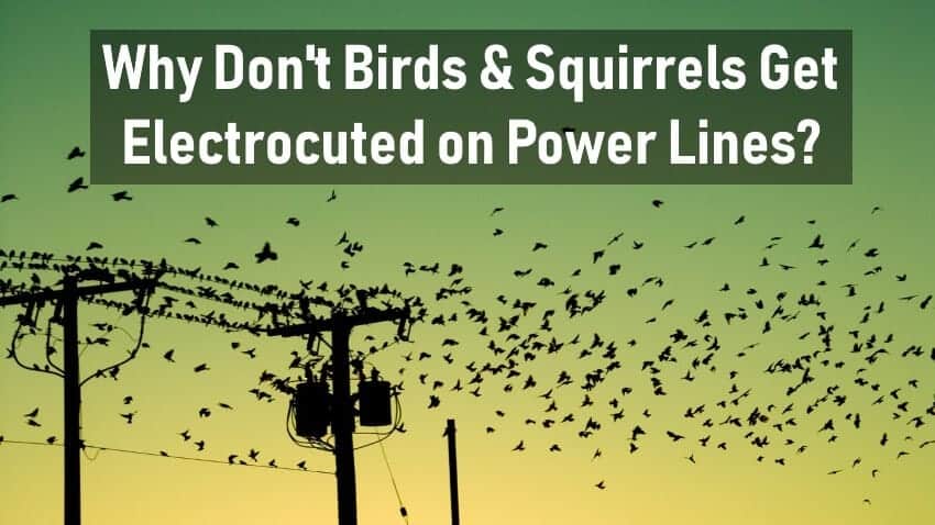 ¿Por qué los pájaros y las ardillas no se electrocutan al estar sentados en líneas eléctricas?